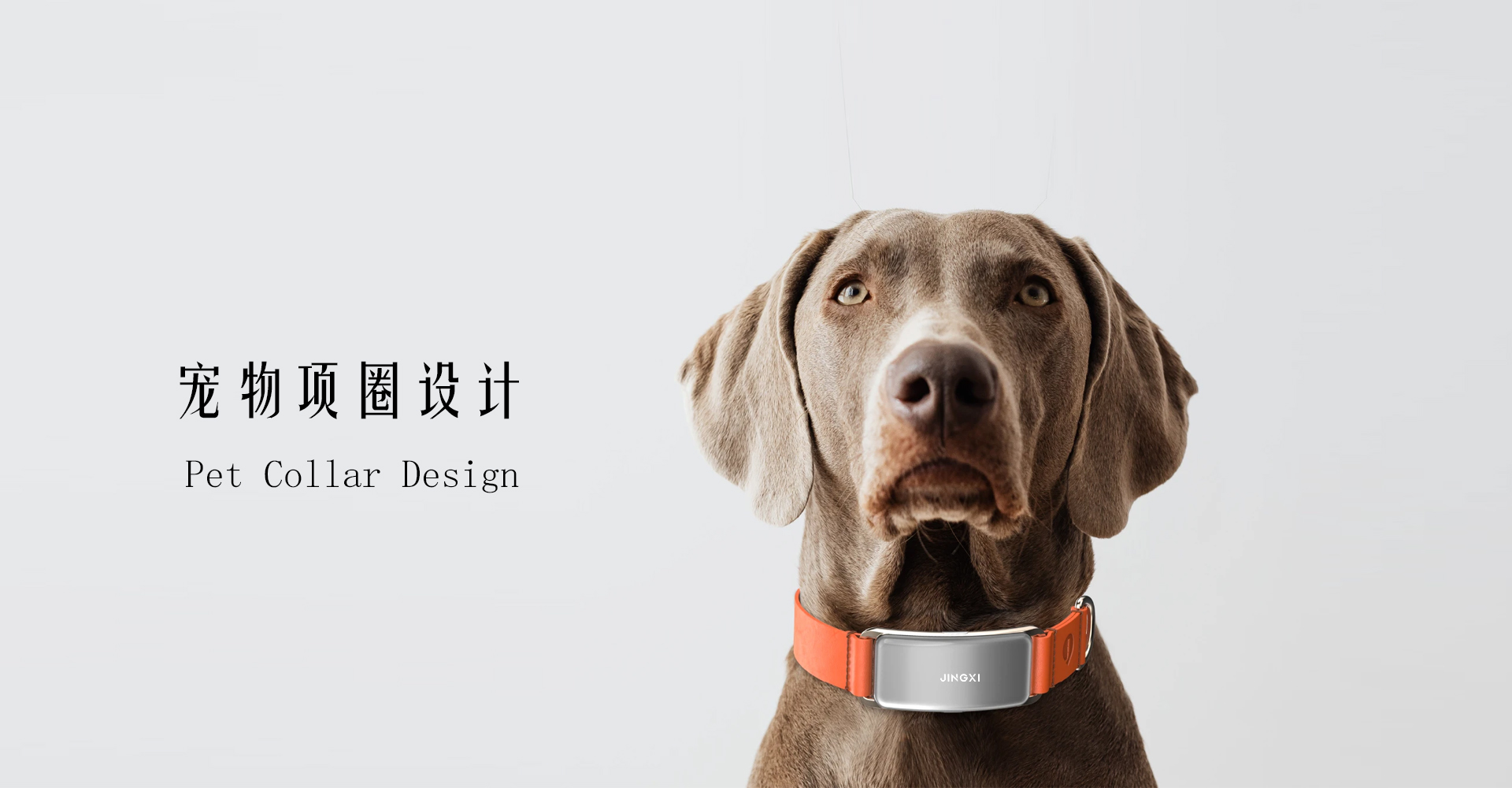 宠物产品设计公司